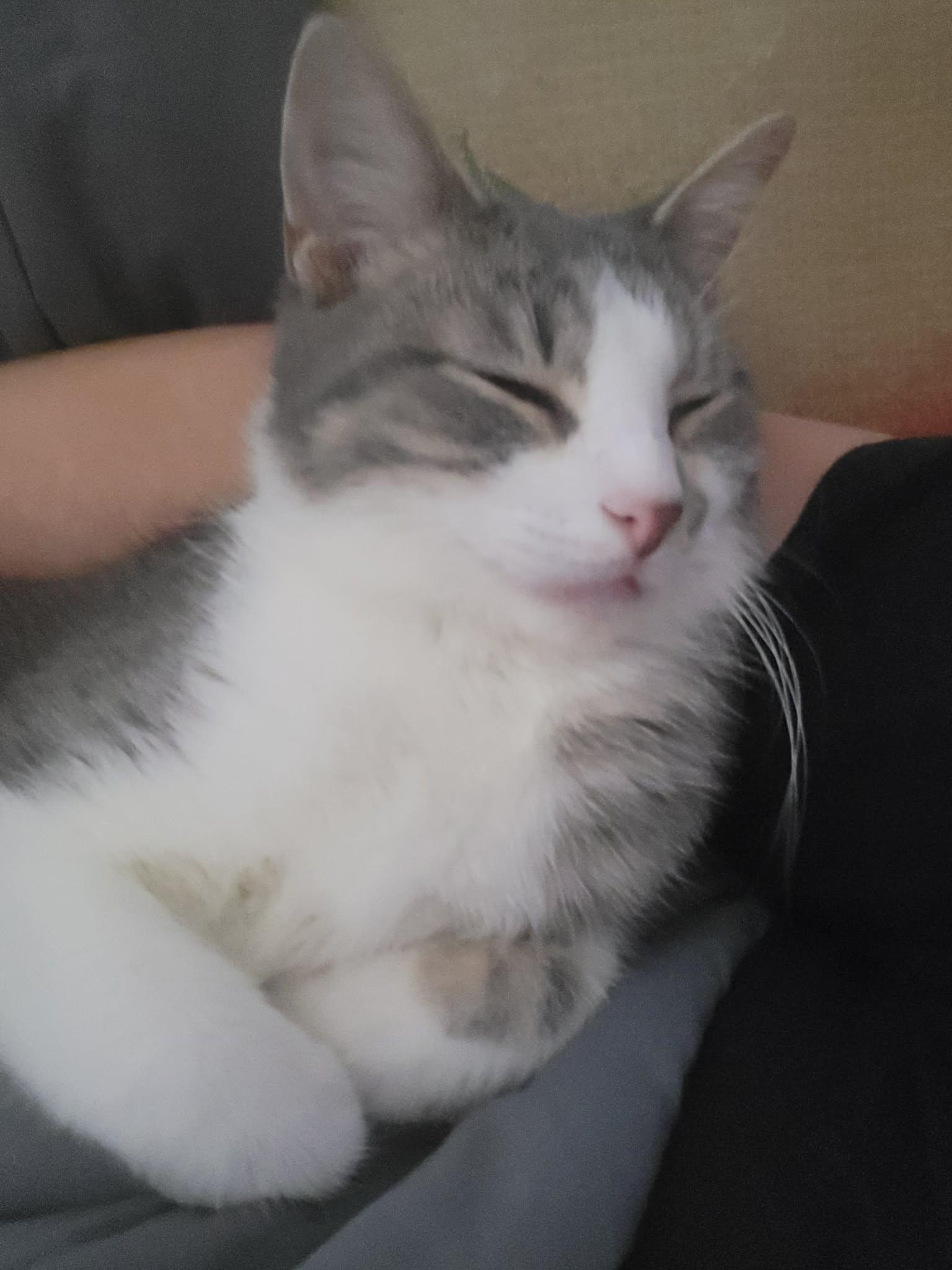 Cheese, ADOPTABLE, Young Male Domestic Short Hair.