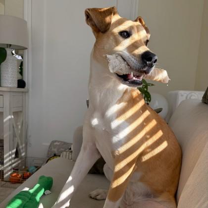 Enlarge Sue, a Adoptable mixed breed in San Francisco, CA image 1/3