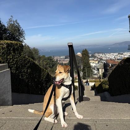 Sue, Adoptable, Adult Female Labrador Retriever & Mixed Breed.