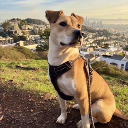 Enlarge Sue, a Adoptable mixed breed in San Francisco, CA image 1/3