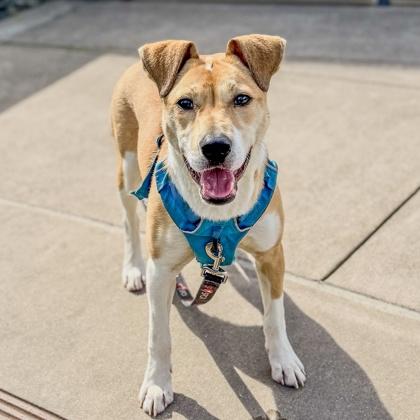 Sue, Adoptable, Adult Female Labrador Retriever & Mixed Breed.
