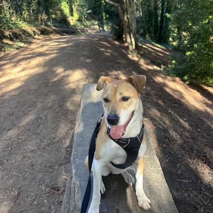 Enlarge Sue, a Adoptable mixed breed in San Francisco, CA image 2/3