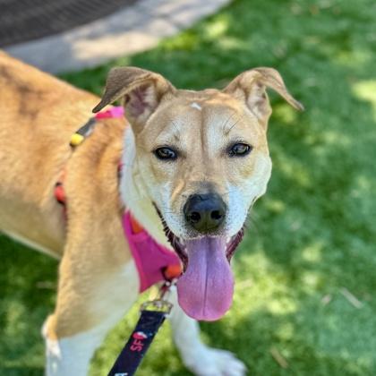 Sue, a Adoptable mixed breed in San Francisco, CA image 2/3