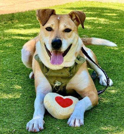 Sue, a Adoptable mixed breed in San Francisco, CA image 3/3