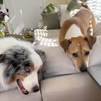 Enlarge Sue, a Adoptable mixed breed in San Francisco, CA image 3/3