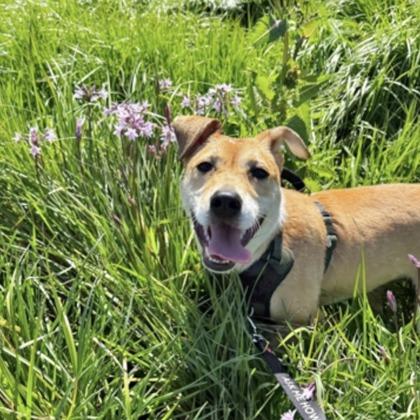 Enlarge Sue, a Adoptable mixed breed in San Francisco, CA image 2/3