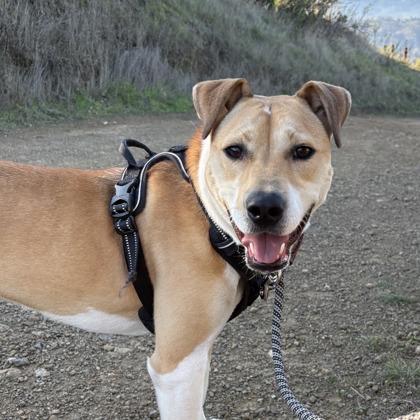 Enlarge Sue, a Adoptable mixed breed in San Francisco, CA image 3/3