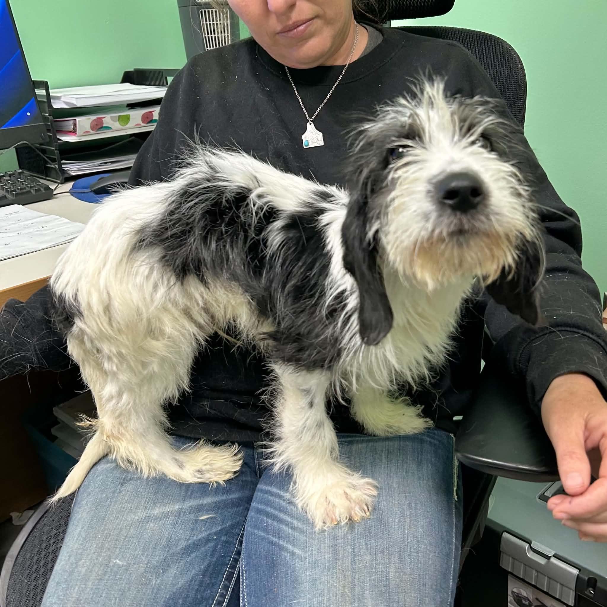 Juneau, ADOPTABLE, Puppy Male Bearded Collie & Havanese.