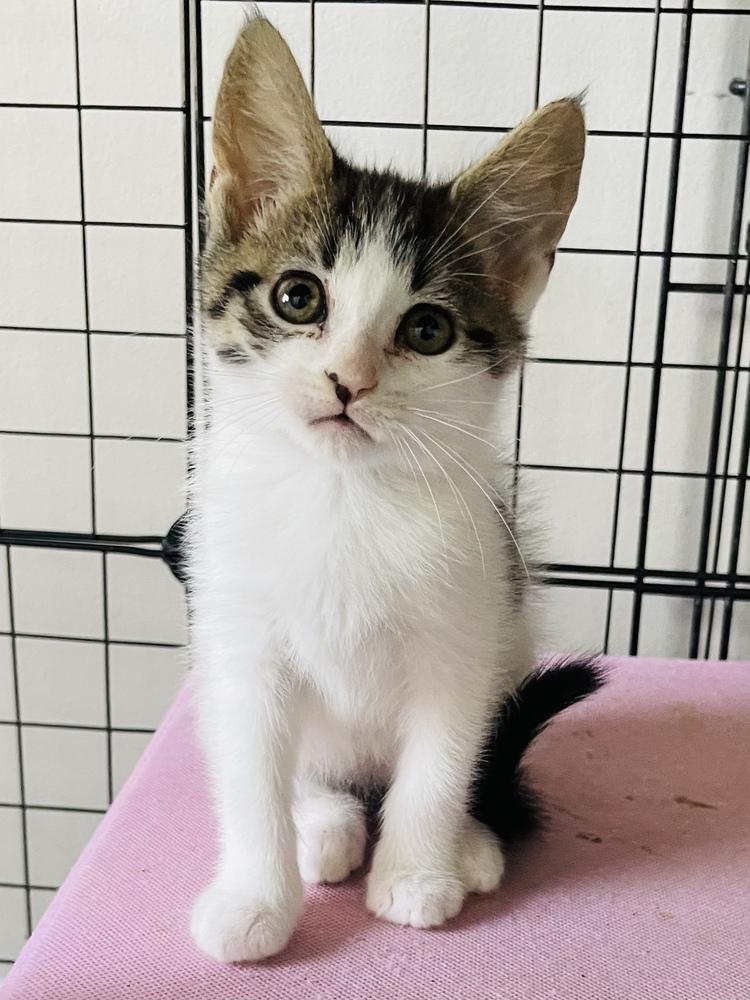 Willow, a Adoptable Domestic Short Hair in Salisbury, NC image 1/3