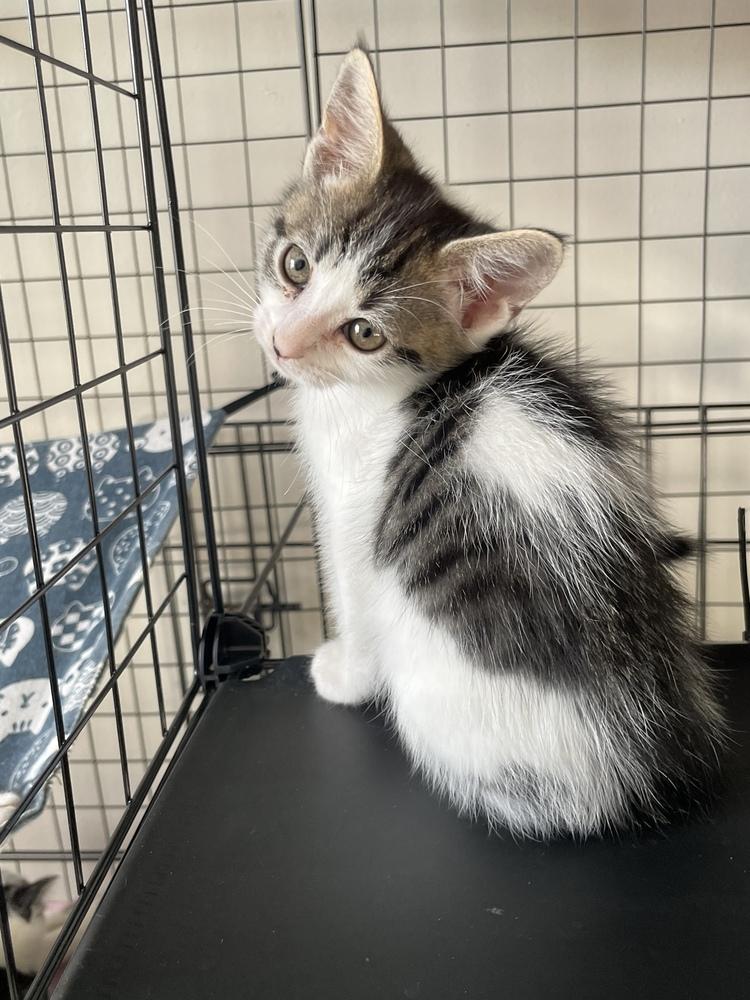 Willow, a Adoptable Domestic Short Hair in Salisbury, NC image 2/3