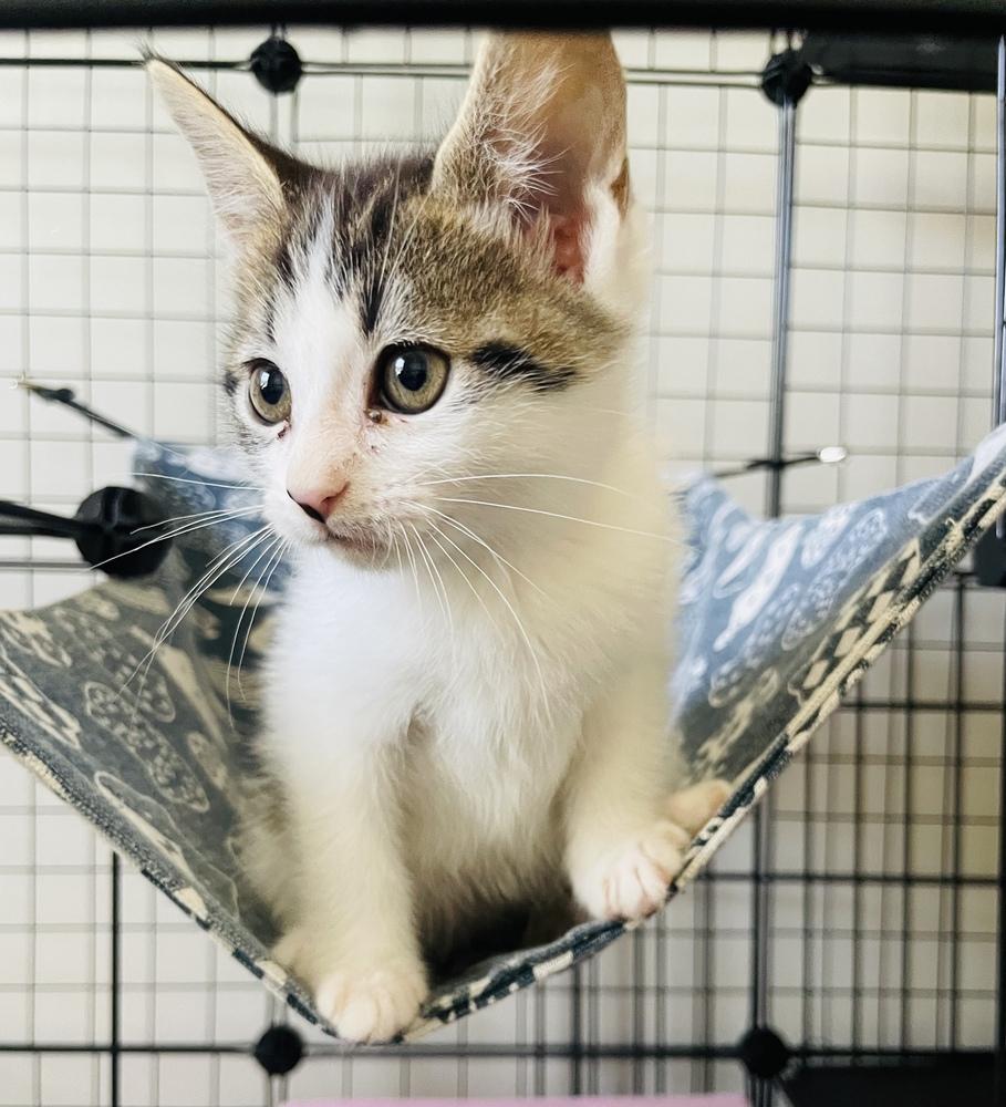 Willow, a Adoptable Domestic Short Hair in Salisbury, NC image 3/3