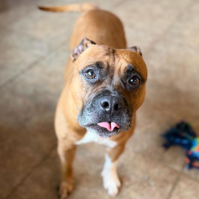 Enlarge LALA, a Adoptable Pit Bull Terrier in Conshohocken, PA image 1/6