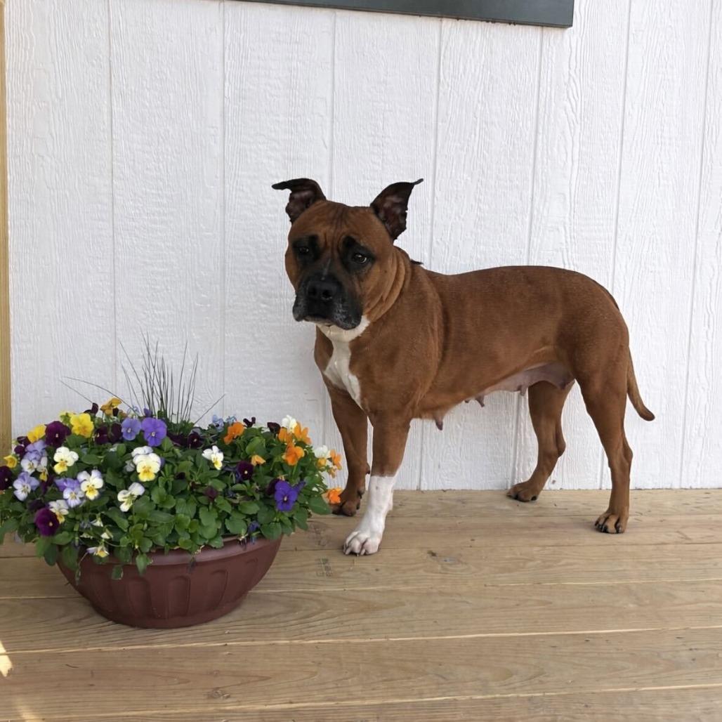 LALA, a Adoptable Pit Bull Terrier in Conshohocken, PA image 1/6