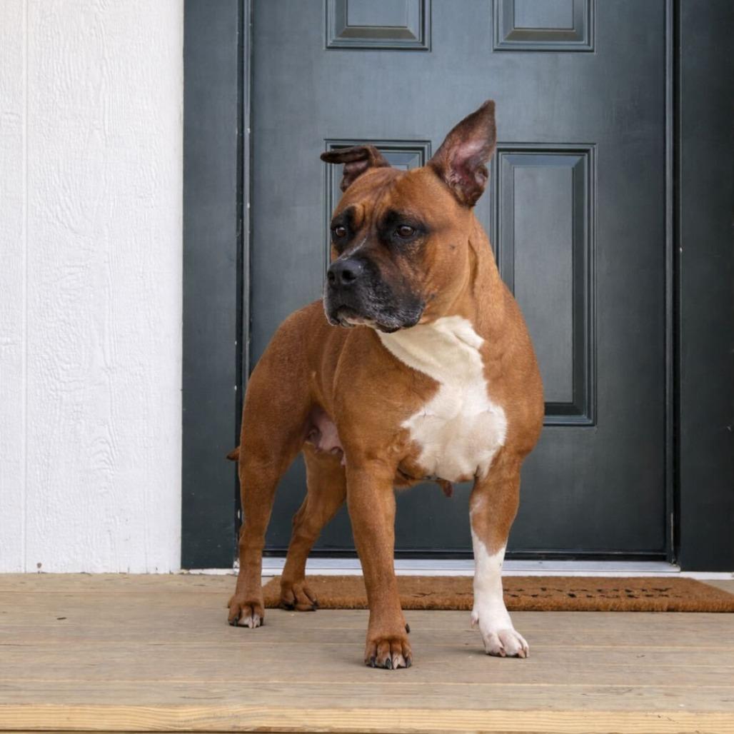 LALA, a Adoptable Pit Bull Terrier in Conshohocken, PA image 2/6