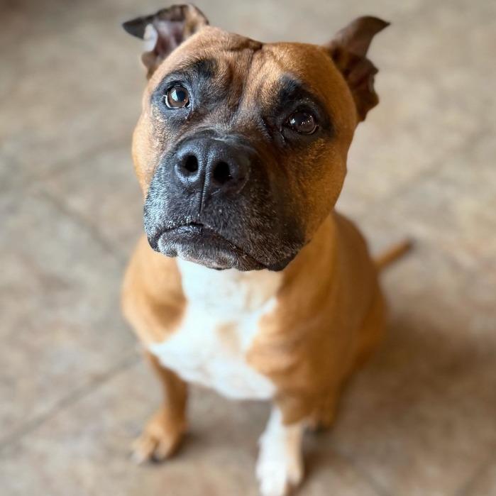 Enlarge LALA, a Adoptable Pit Bull Terrier in Conshohocken, PA image 3/6