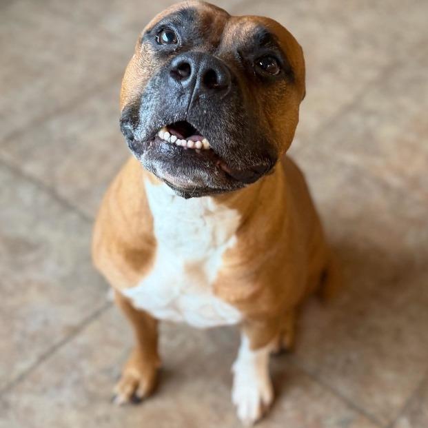 Enlarge LALA, a Adoptable Pit Bull Terrier in Conshohocken, PA image 4/6