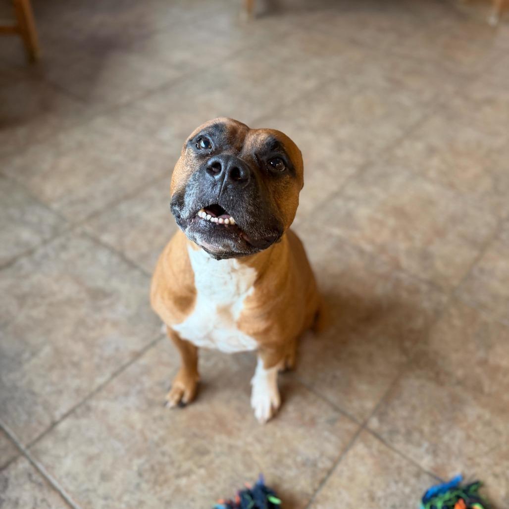 LALA, a Adoptable Pit Bull Terrier in Conshohocken, PA image 3/6