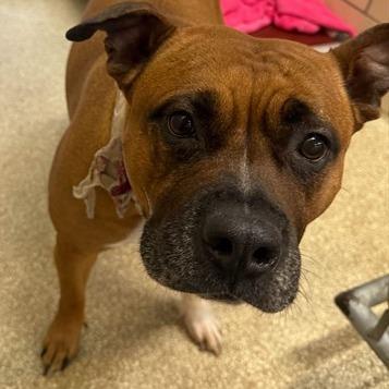 LALA, a Adoptable Pit Bull Terrier in Conshohocken, PA image 4/6