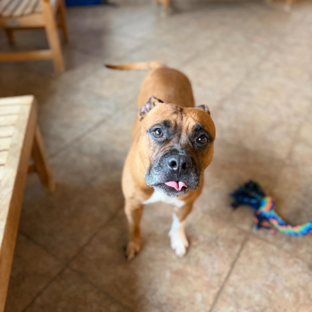 LALA, a Adoptable Pit Bull Terrier in Conshohocken, PA image 5/6