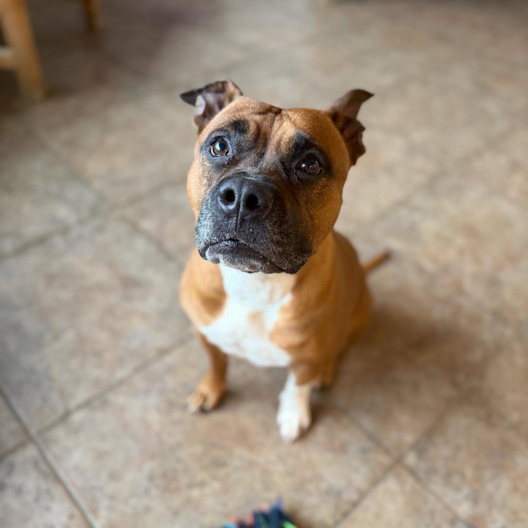LALA, a Adoptable Pit Bull Terrier in Conshohocken, PA image 6/6