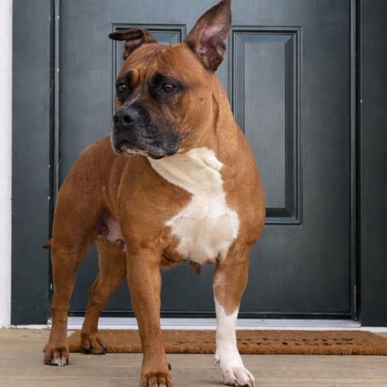 Enlarge LALA, a Adoptable Pit Bull Terrier in Conshohocken, PA image 5/6