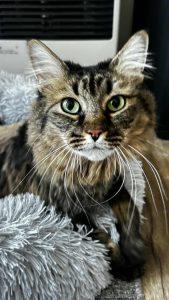 Oreo, Adoptable, Adult Female Domestic Long Hair.