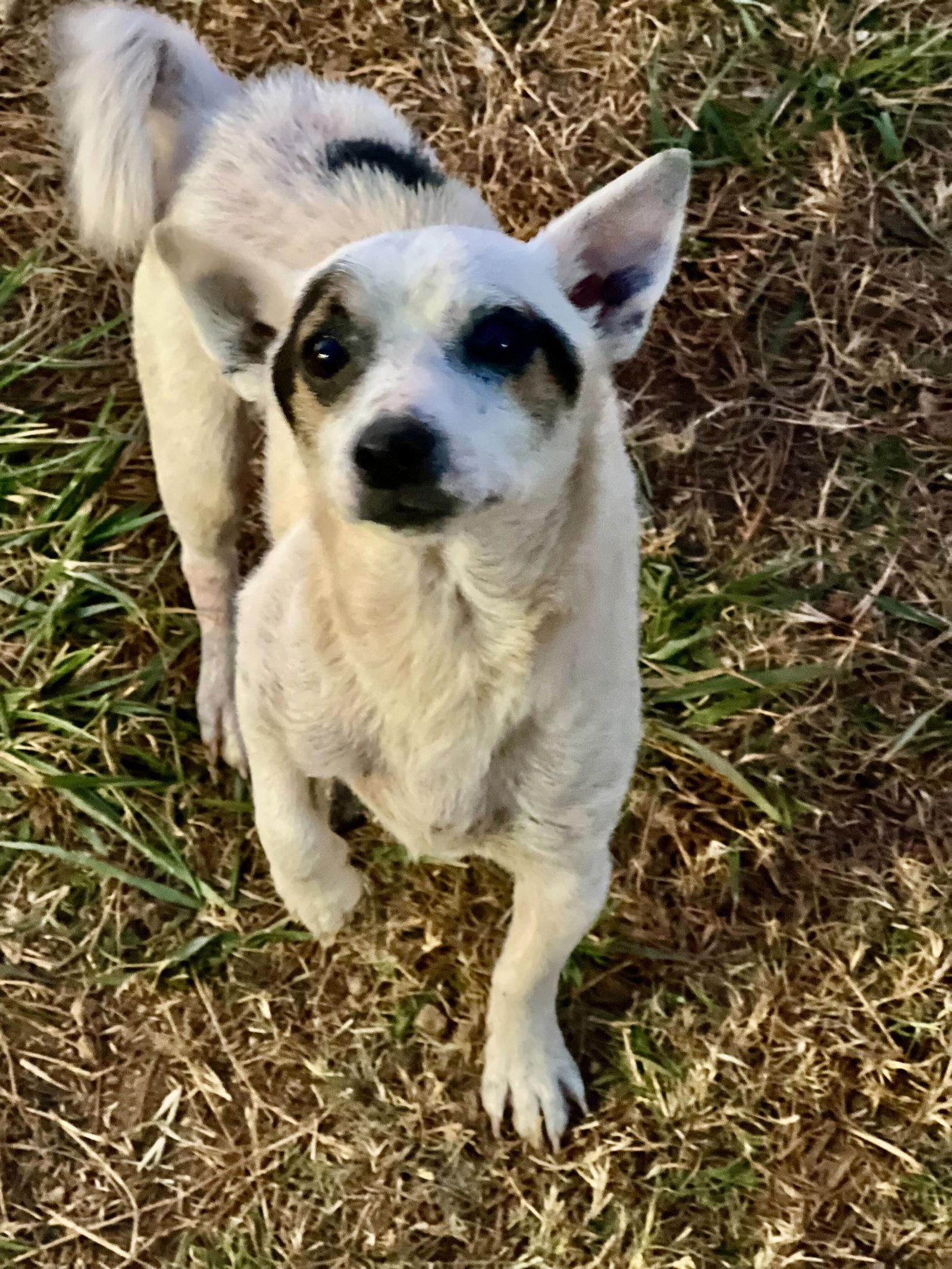 Maui Lamore Aug 22, Adoptable, Adult Male Chihuahua.