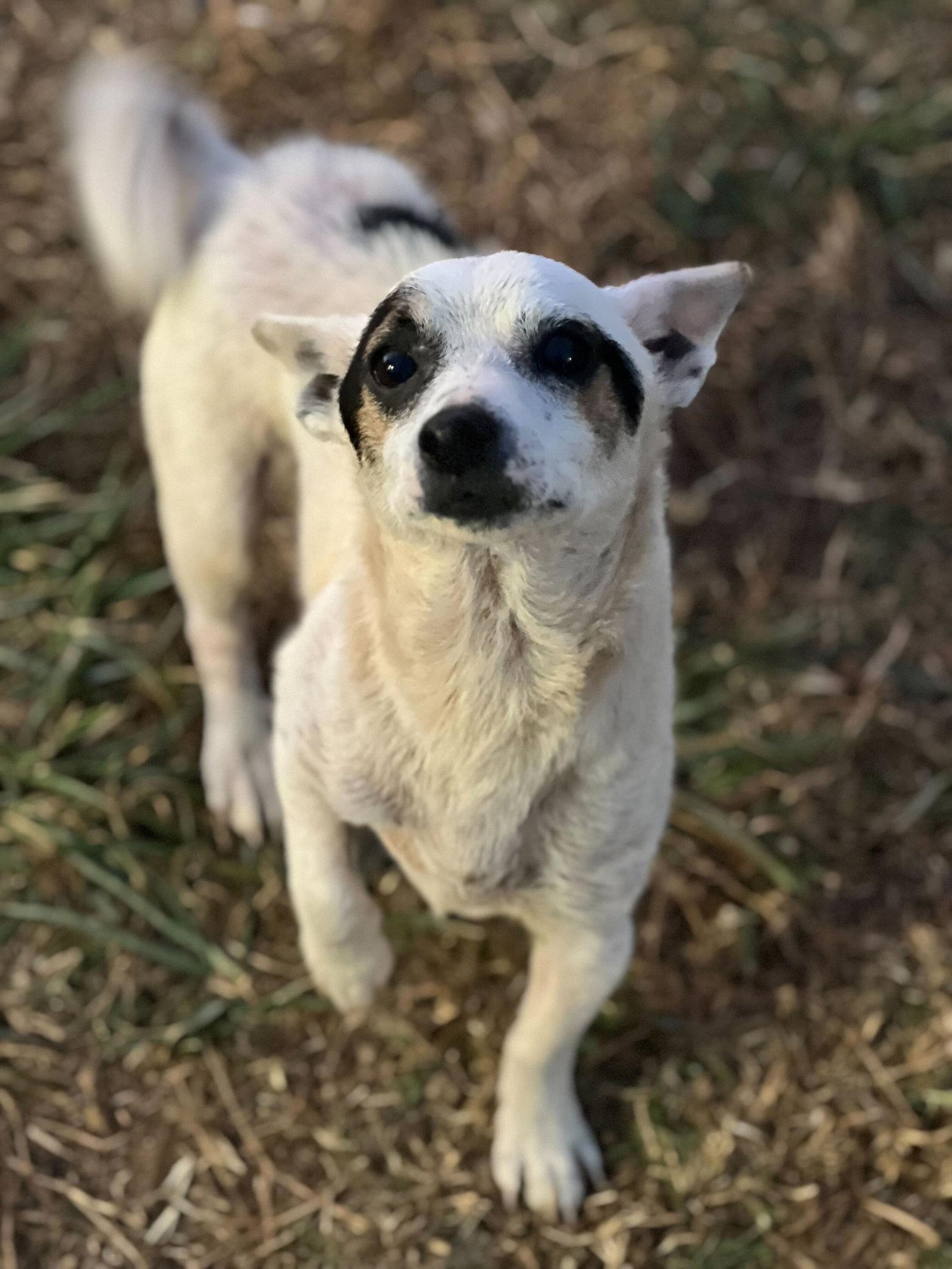 Enlarge Maui Lamore Aug 22, a Adoptable Chihuahua in Pacolet, SC image 2/3