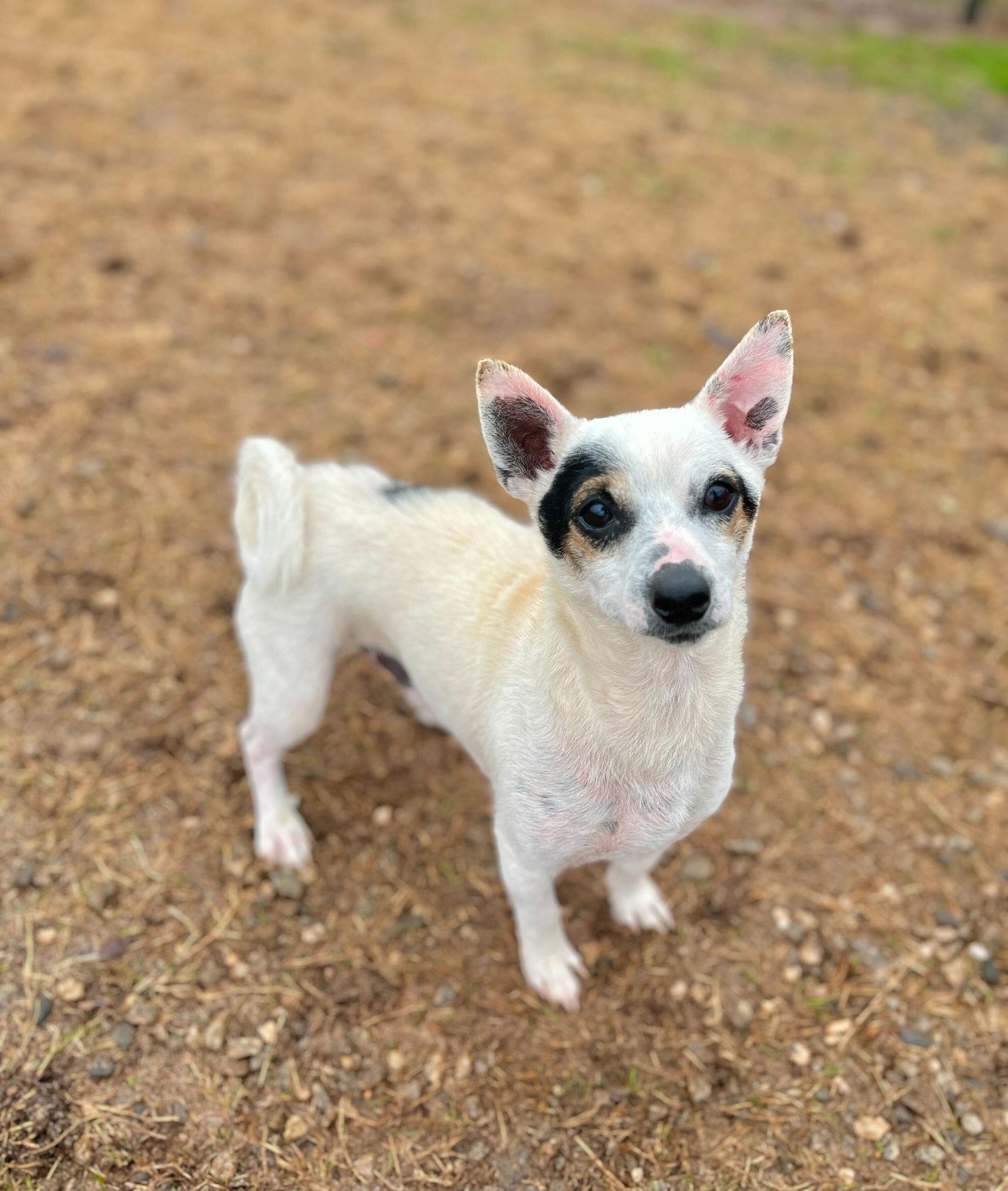 Enlarge Maui Lamore Aug 22, a Adoptable Chihuahua in Pacolet, SC image 3/3