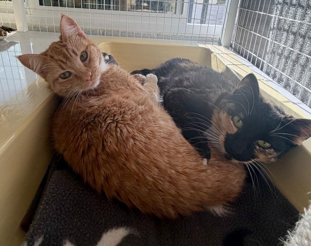 MaryAnn, Adoptable, Young Female Domestic Short Hair.