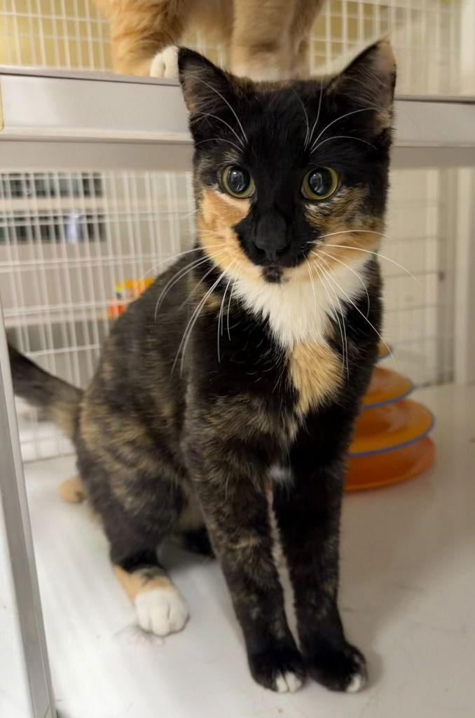 MaryAnn, a Adoptable Domestic Short Hair in St. Helens, OR image 2/2