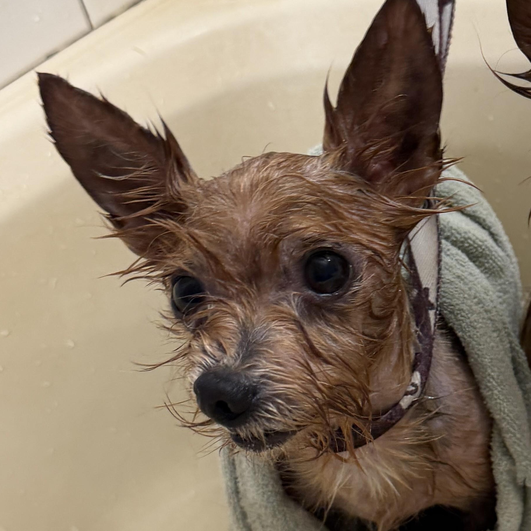 Enlarge Boss, an adopted Yorkshire Terrier in Milner, GA image 2/3