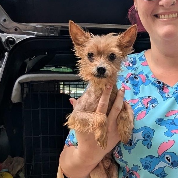 Enlarge Boss, an adopted Yorkshire Terrier in Milner, GA image 3/3