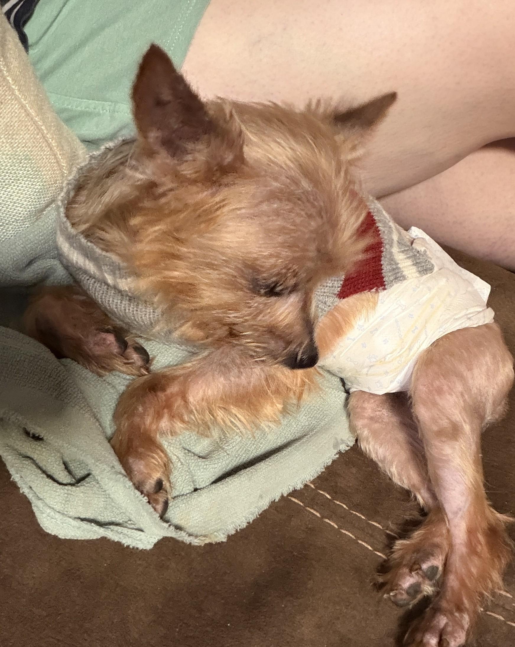 Boss, adopted, Adult Male Yorkshire Terrier.