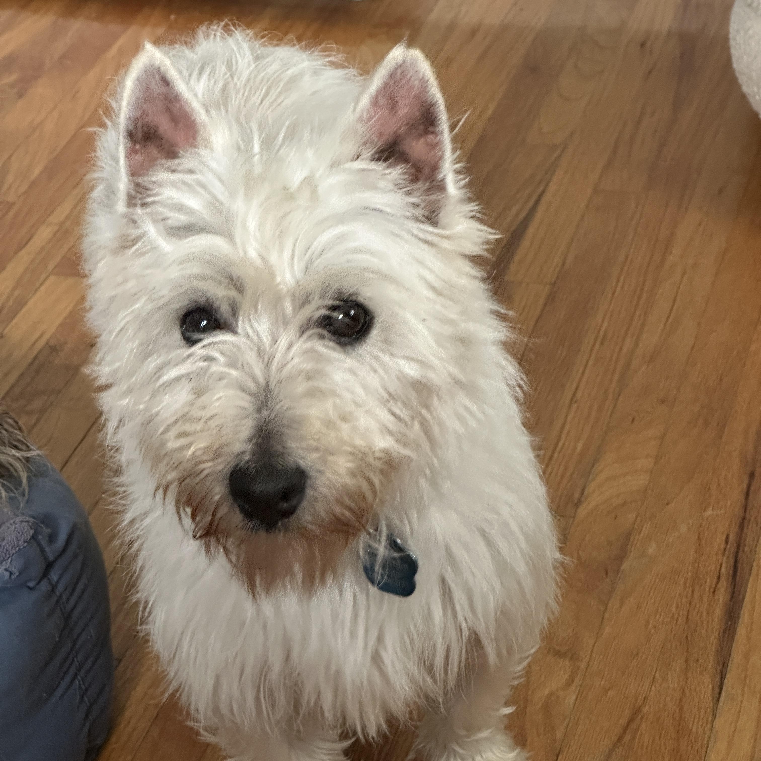 Enlarge Wendy, a ADOPTABLE West Highland White Terrier / Westie in Omaha, NE image 3/4