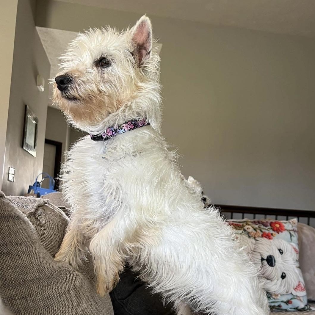 Enlarge Wendy, a ADOPTABLE West Highland White Terrier / Westie in Omaha, NE image 2/4