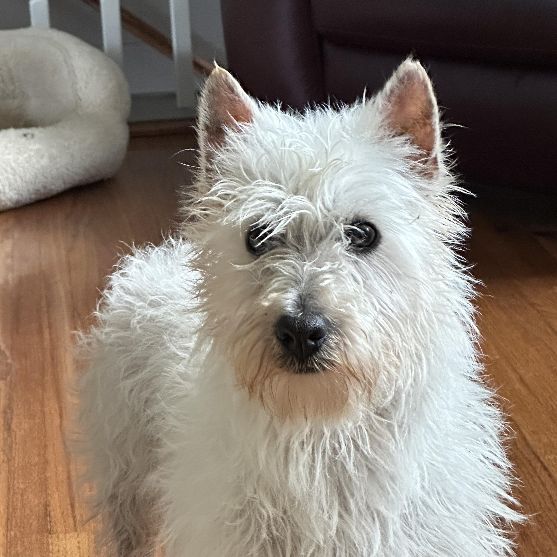 Enlarge Wendy, a ADOPTABLE West Highland White Terrier / Westie in Omaha, NE image 1/4