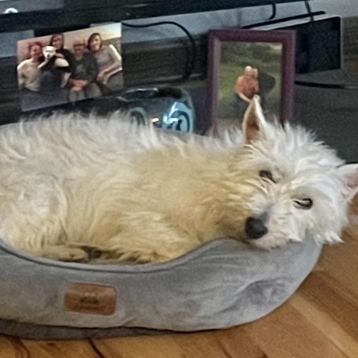 Enlarge Wendy, a ADOPTABLE West Highland White Terrier / Westie in Omaha, NE image 4/4