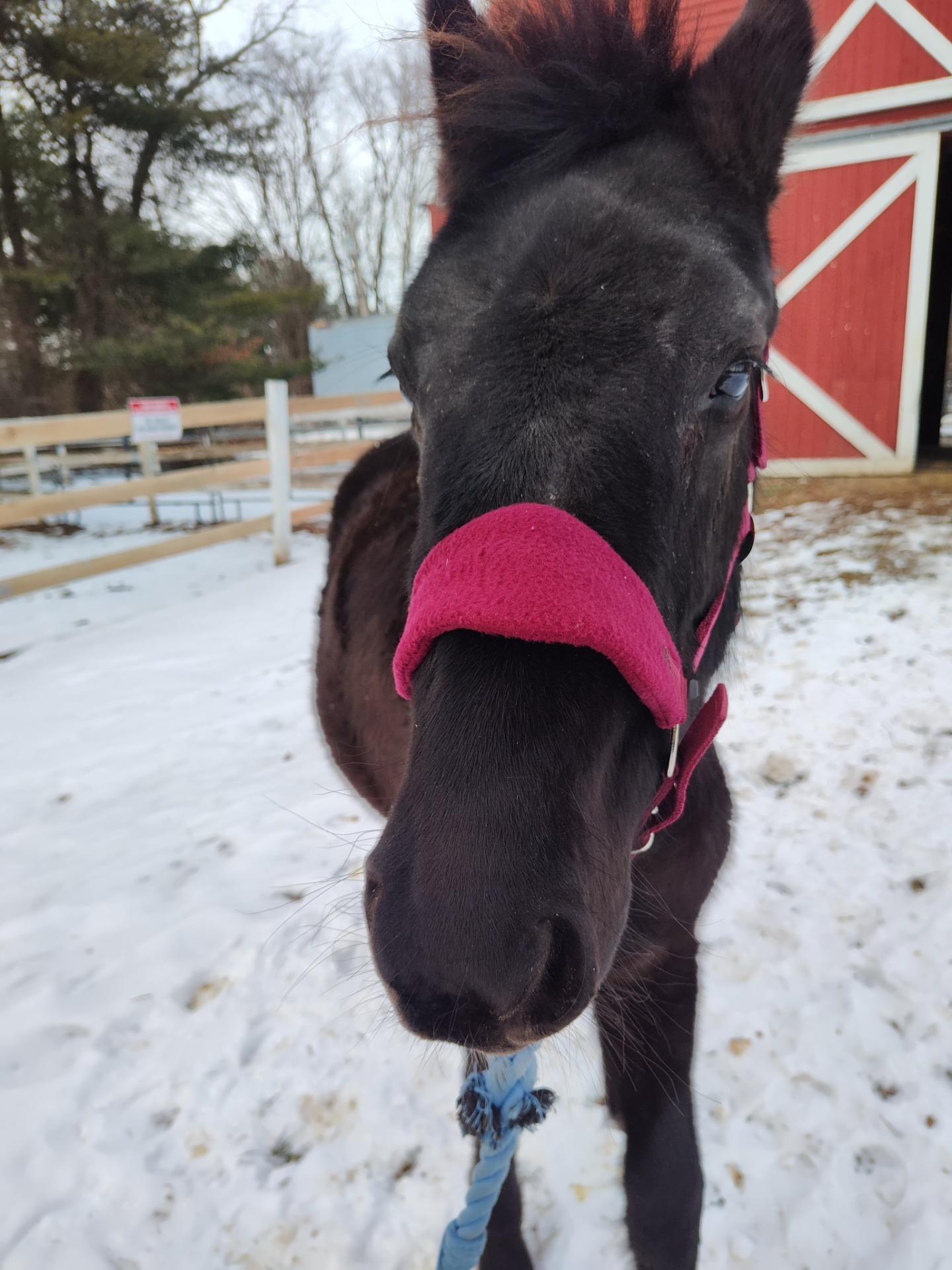 Tinker, ADOPTABLE, Young Female Mustang.