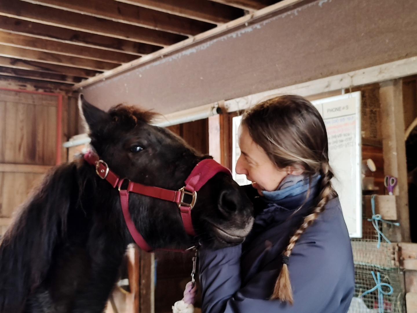Enlarge Tinker, a ADOPTABLE Mustang in Northford, CT image 2/3