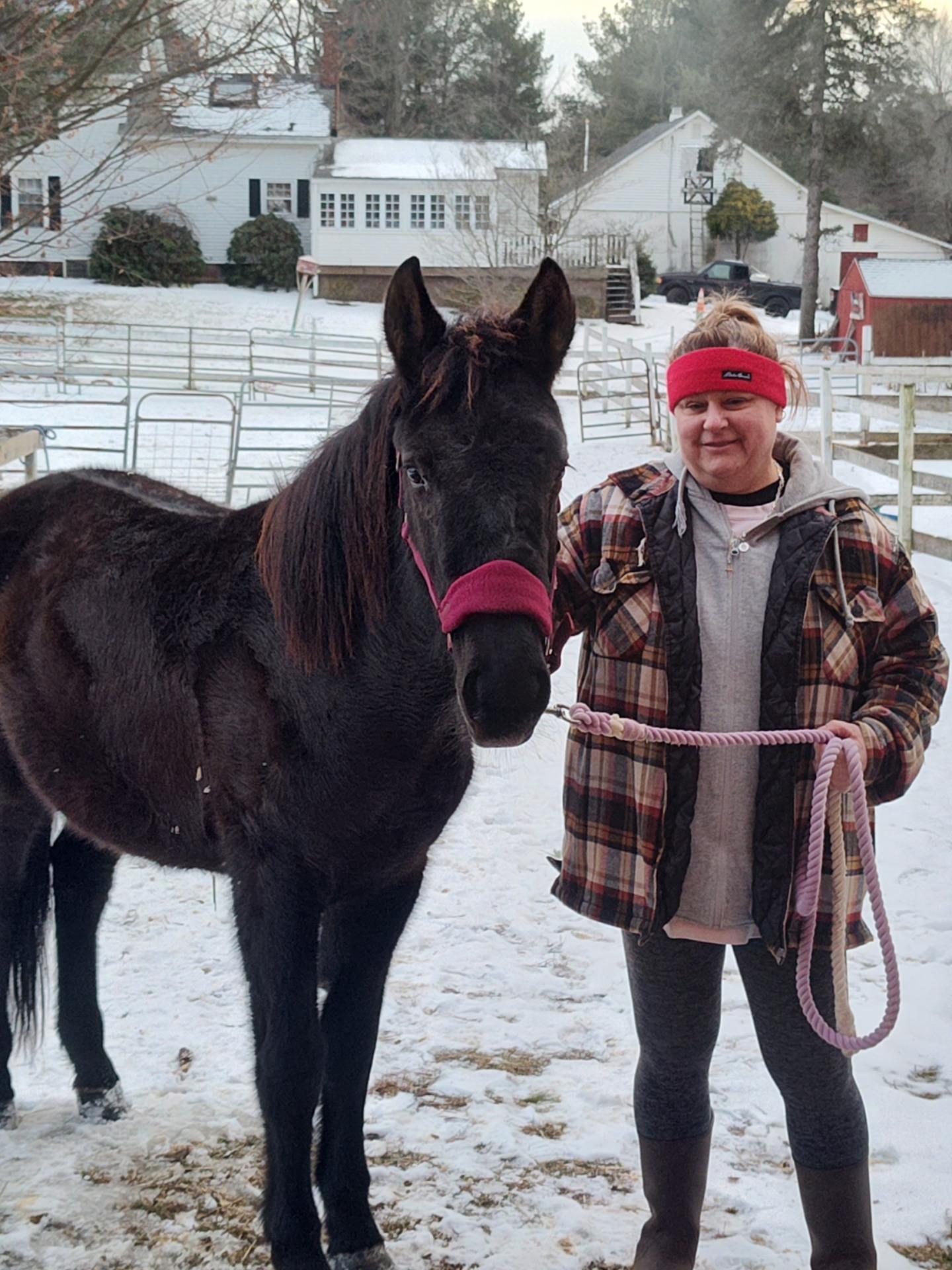 Enlarge Tinker, a ADOPTABLE Mustang in Northford, CT image 3/3