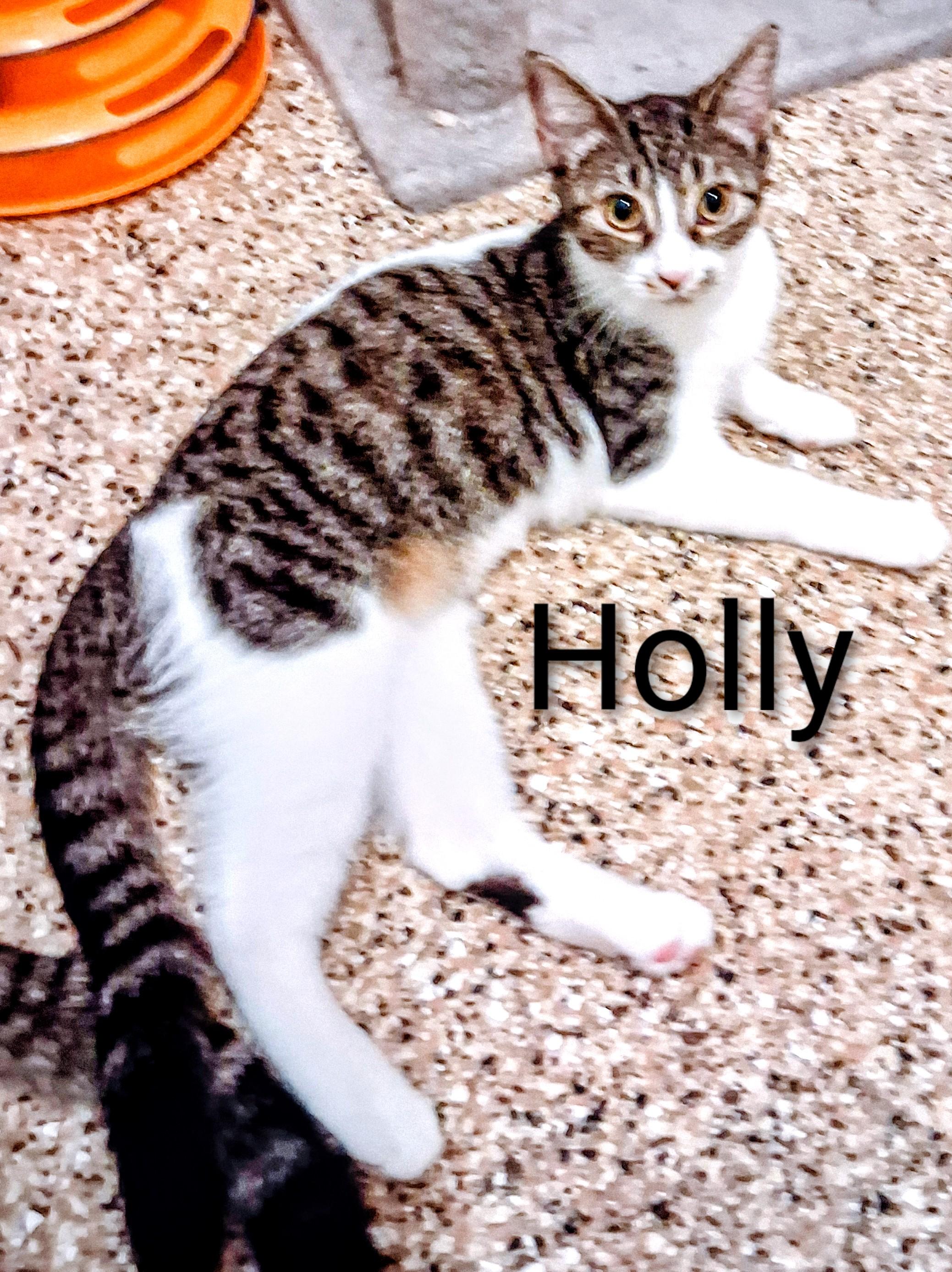 Holly, a Adoptable Domestic Short Hair in Fort Myers Beach, FL image 1/2