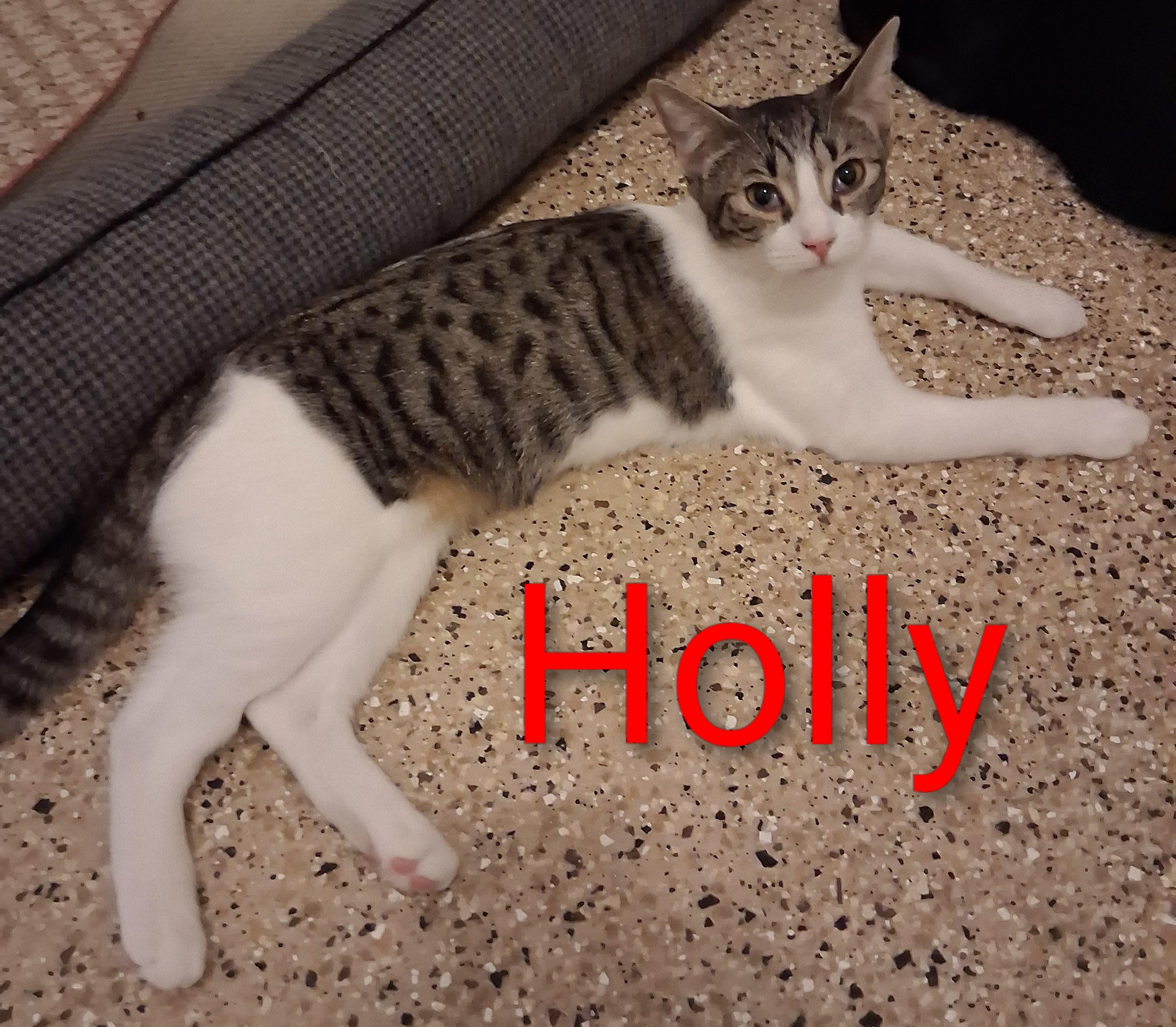 Holly, a Adoptable Domestic Short Hair in Fort Myers Beach, FL image 2/2