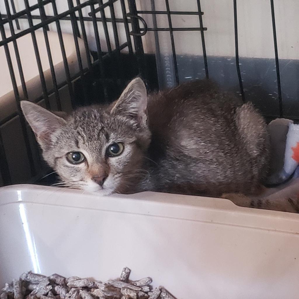 Enlarge Taylor, a Adoptable Domestic Short Hair in Jacksonville, OR image 1/3