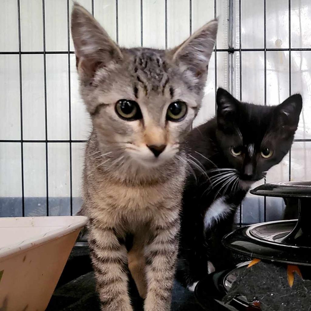 Enlarge Taylor, a Adoptable Domestic Short Hair in Jacksonville, OR image 3/3