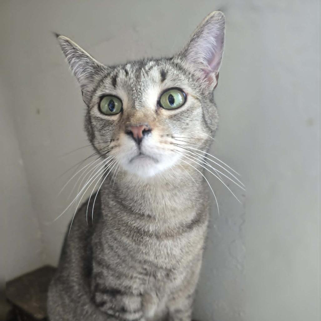 Enlarge Taylor, a Adoptable Domestic Short Hair in Jacksonville, OR image 4/4