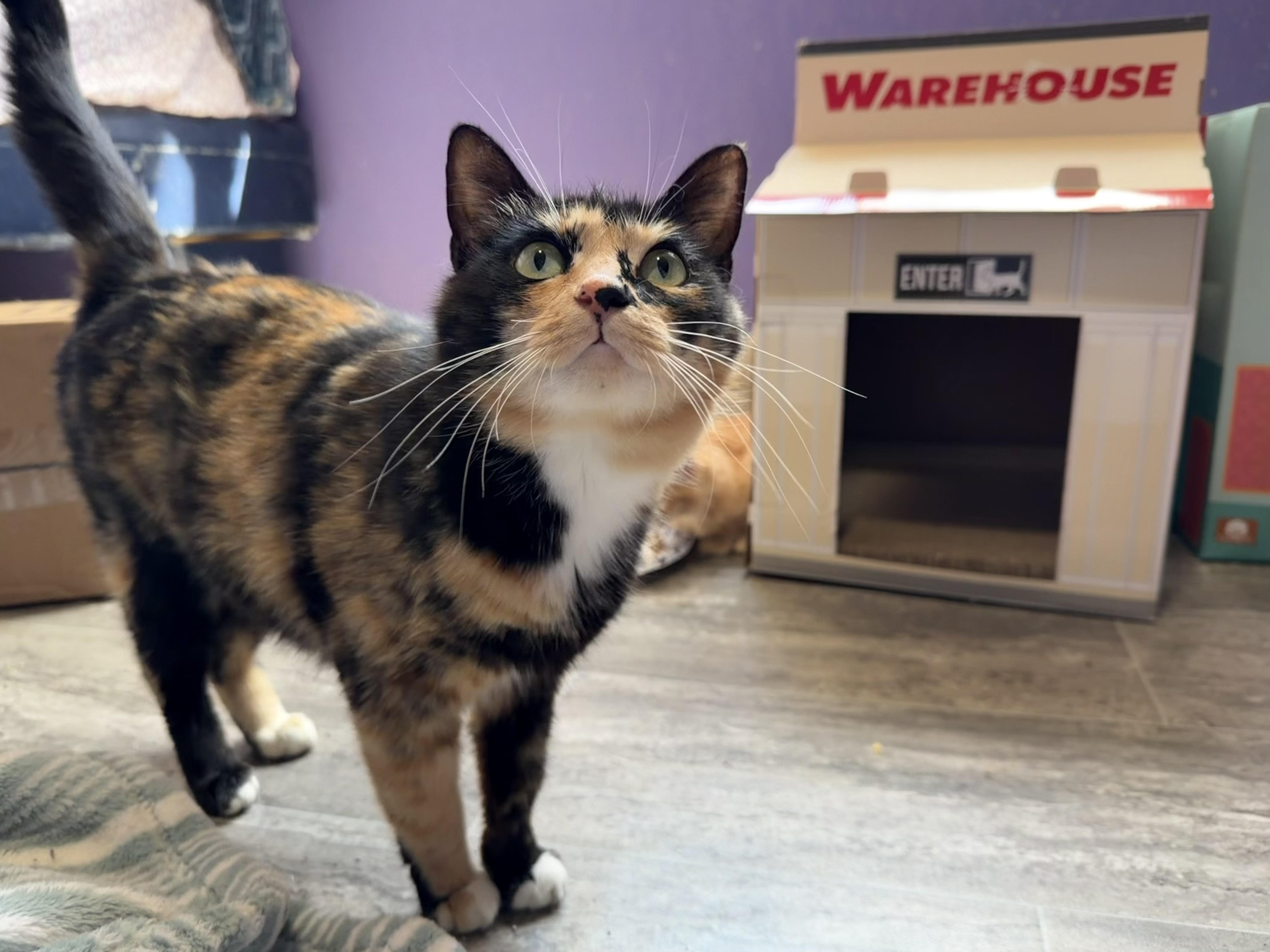 Enlarge Mama Stella and Baby Nova, an adopted Tortoiseshell in Federal Way, WA image 2/6