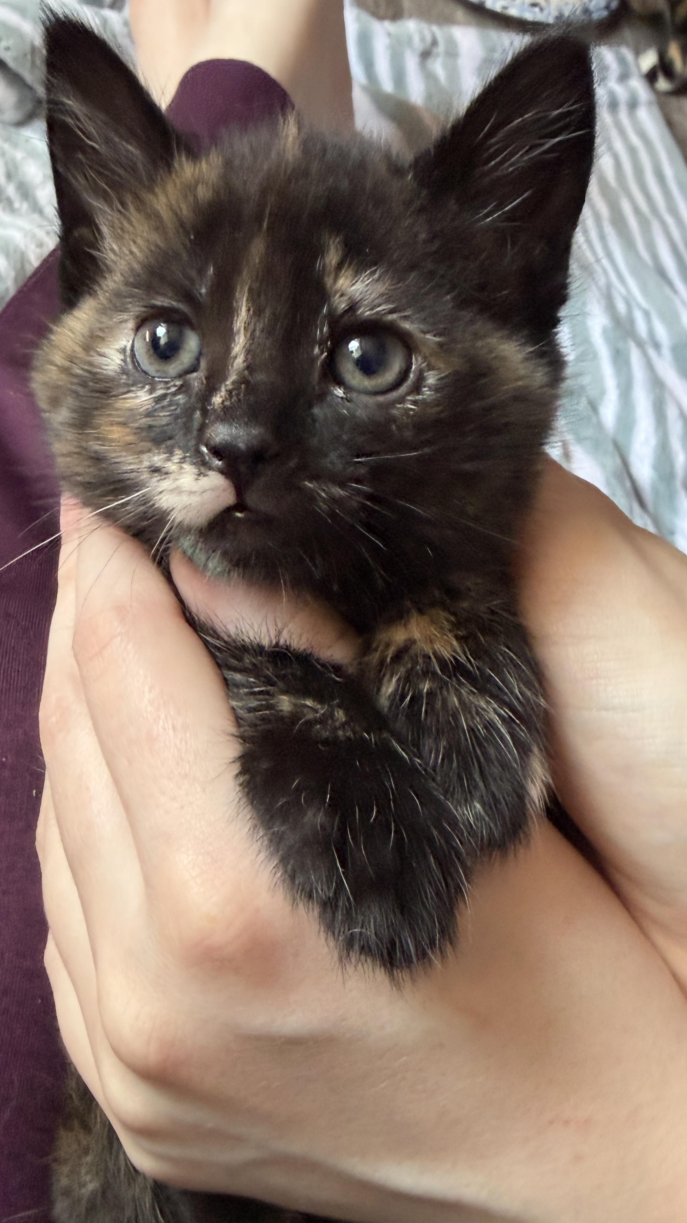 Enlarge Mama Stella and Baby Nova, an adopted Tortoiseshell in Federal Way, WA image 4/6