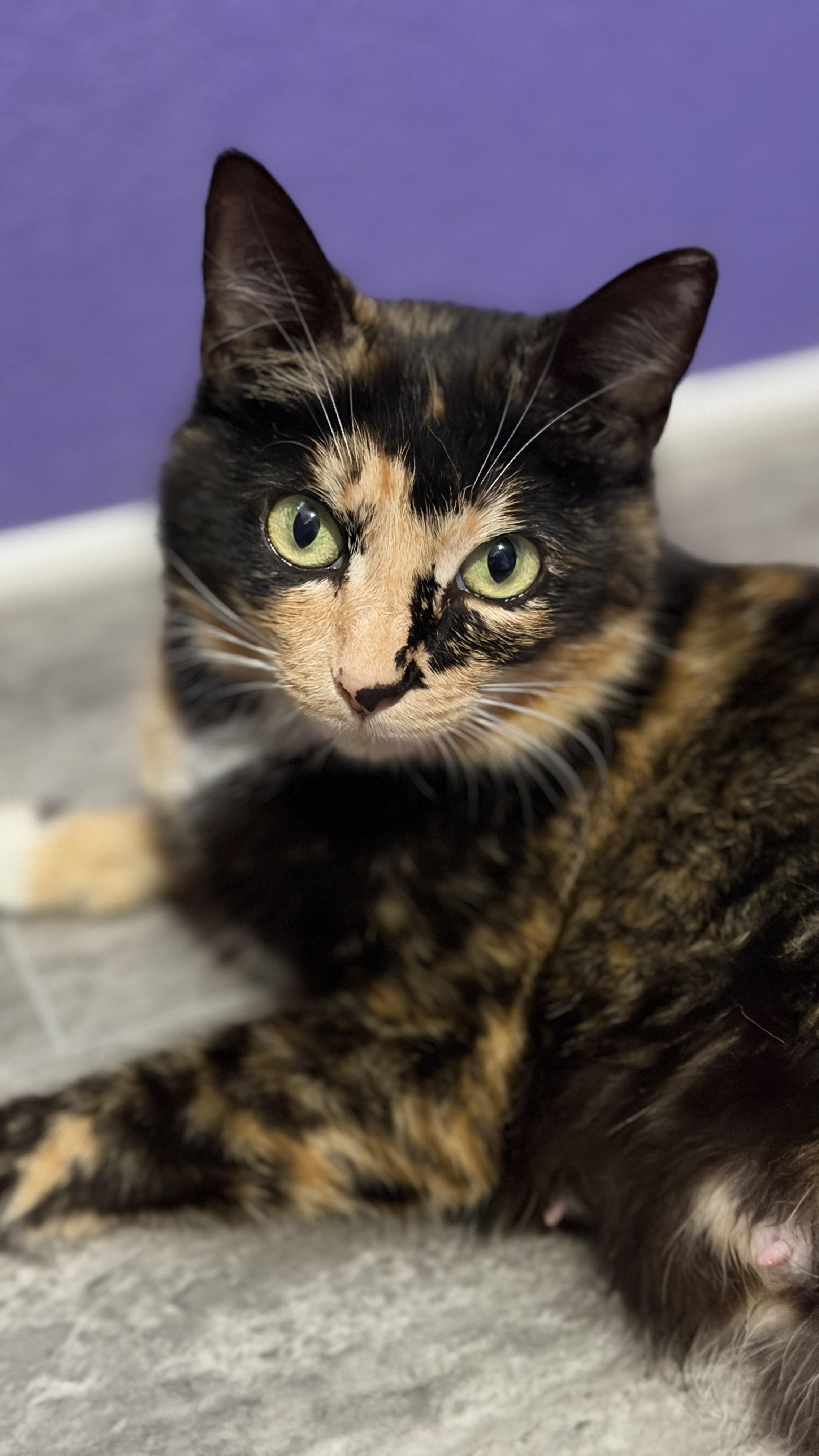 Enlarge Mama Stella and Baby Nova, an adopted Tortoiseshell in Federal Way, WA image 3/6