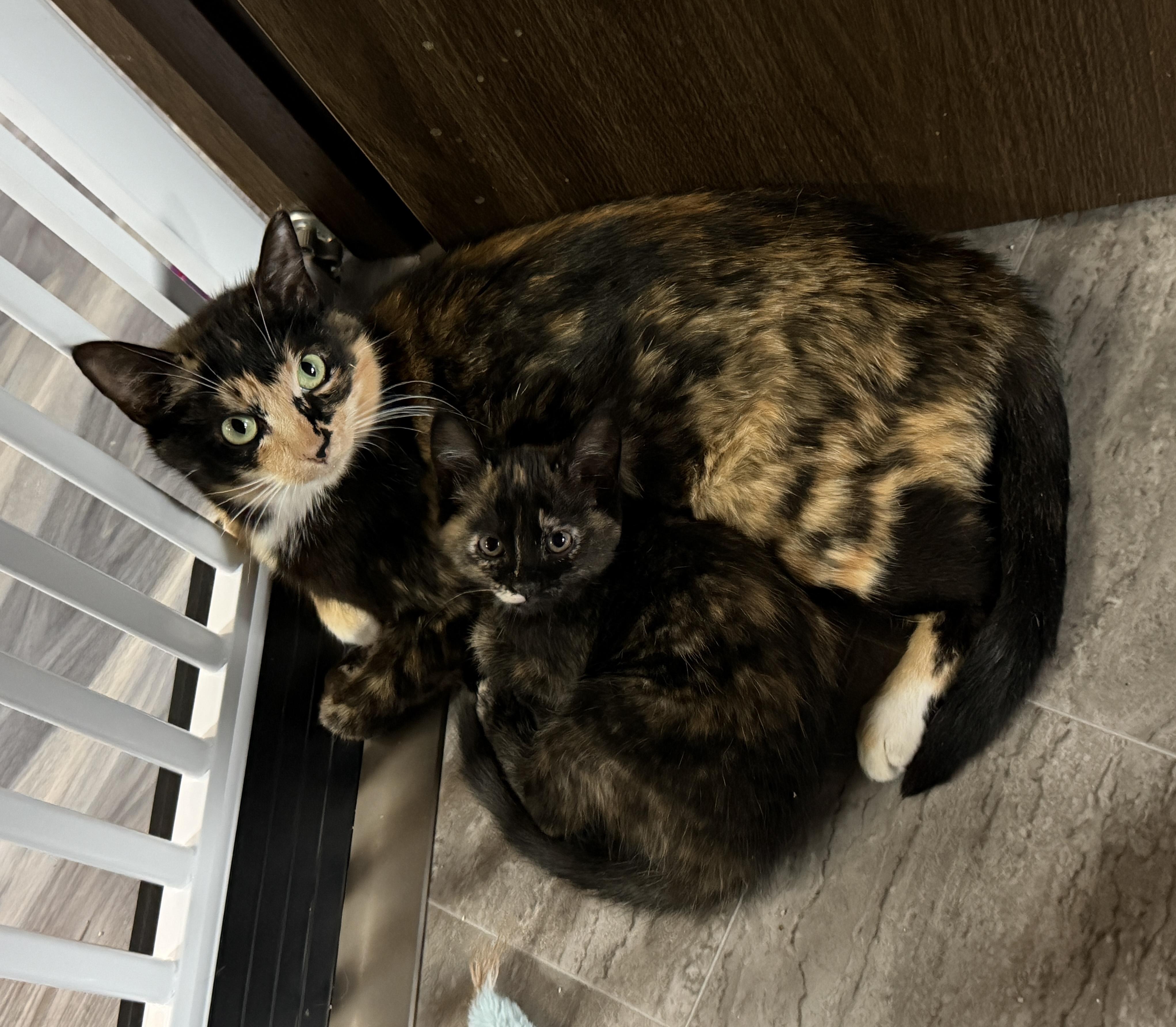 Enlarge Mama Stella and Baby Nova, an adopted Tortoiseshell in Federal Way, WA image 6/6